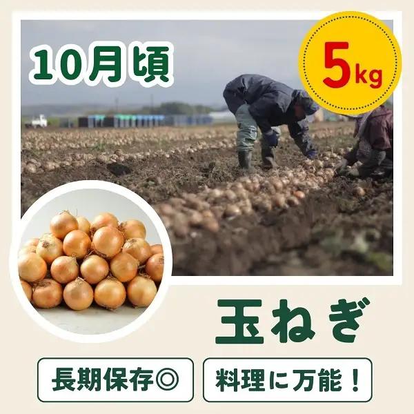 定期便 4回 美瑛野菜 【先行予約】 野菜