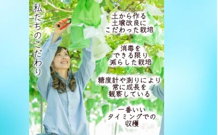 【信州長野県産ぶどう】※2024年先行予約※ 雄宝1.0～1.2kg ９月より発送開始