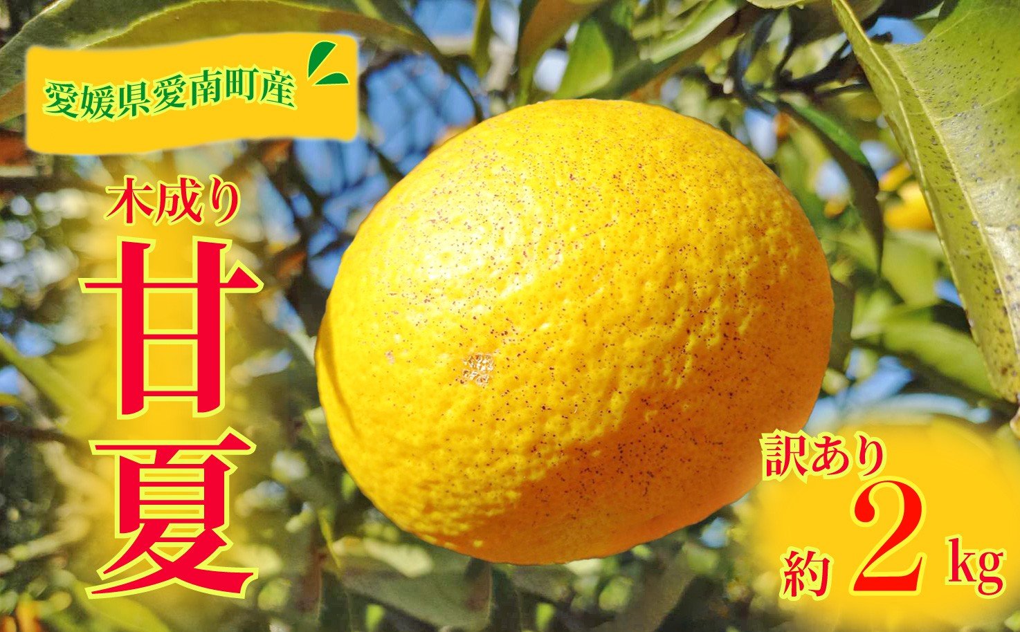 
            訳あり 甘夏 2kg 先行予約 柑橘 かんきつ 蜜柑 愛媛 みかん 温州 みかん あまなつ 国産 こくさん mikan 果物 くだもの フルーツ デザート ジュース 果実 果肉 果汁 甘い ジューシー おいしい 濃厚 産地 直送 産直 特産品 河内晩柑 愛媛県 愛南町 愛南町青果市場
          
