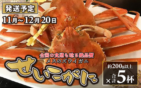 【先行予約】せいこがに 5杯【11月～12月発送】 日本海 直送