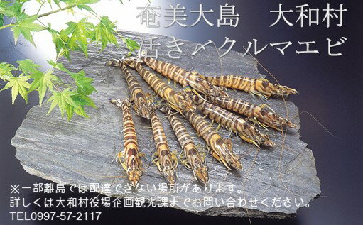 【ふるさと納税】　いわさき活〆冷凍車海老（540g 18～24尾入り）