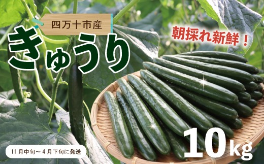 四万十市産 きゅうり 10kg 朝採れ 新鮮 野菜 やさい 高知県産 国産 胡瓜 キュウリ みずみずしい 産地直送 お取り寄せ 旬 ハウス栽培 農家直送 高知県 高知 四万十市 四万十 しまんと【発送時期：11月中旬～4月下旬】26-0032