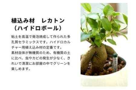 観葉植物 ガジュマル ピュアボウル ハイドロカルチャー 陶器 鉢植え