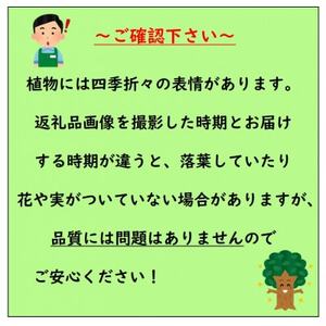 黄色い八重咲の綺麗な花がたくさん咲く　雲南黄梅【1545290】