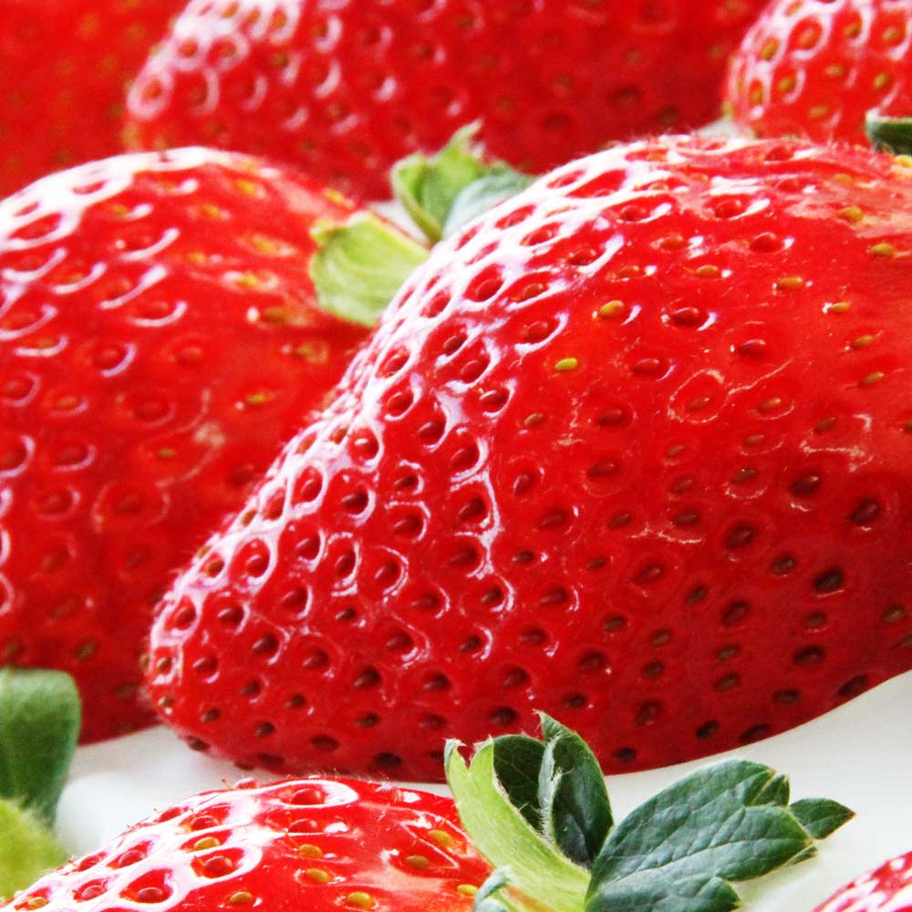 【ふるさと納税】吉次いちご 24～33粒 700g以上 熊本県産 苺 イチゴ ストロベリー ベリー フルーツ 果物 くだもの おやつ 果実 熊本市 送料無料 【2026年1月上旬～3月下旬迄順次発送予定】