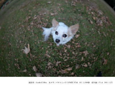 SIGMA 15mm F1.4 DG DN DIAGONAL FISHEYE Art（Lマウント）