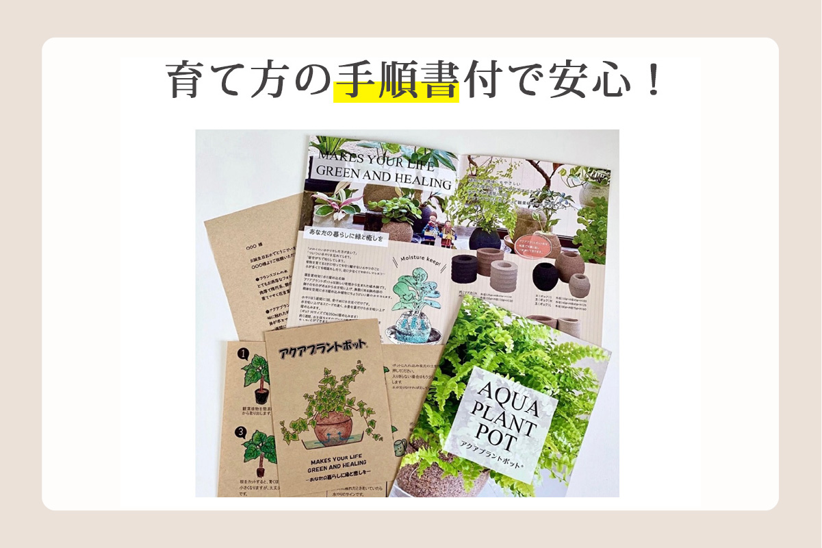 アクアプラントポット®　玉Ｍ 植木鉢　ガジュマル（2091）