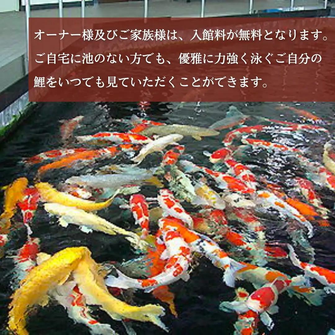 【錦鯉】錦鯉オーナー  サイズ50cm前後 | 新潟 錦鯉 オーナー