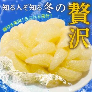 服部農園で育てた土佐文旦 早期予約 文旦 10kg 2Lサイズ 土佐 文旦 土佐 文旦 土佐 文旦 人気 HT-07