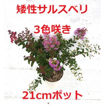 
緑の力で地球を元気に!＜矮性サルスベリ・3色咲＞赤・白・紫を1鉢でお楽しみいただけます【1405132】
