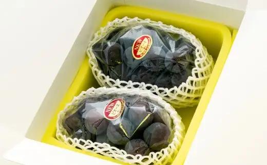 【ご家庭用】 ピオーネ 2～3房 1.2kg 【2026年9月発送予定】 ／ 果物 くだもの フルーツ ぶどう ブドウ 葡萄 大粒 甘味が強い 甘い 果汁 食べ応え 岡山県 美咲町