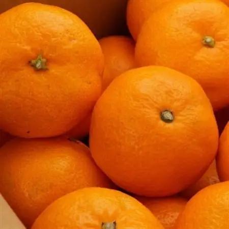 [秀品]和歌山有田みかん約5kg(MサイズまたはLサイズのいずれかをお届け) (日高町)【1217613】