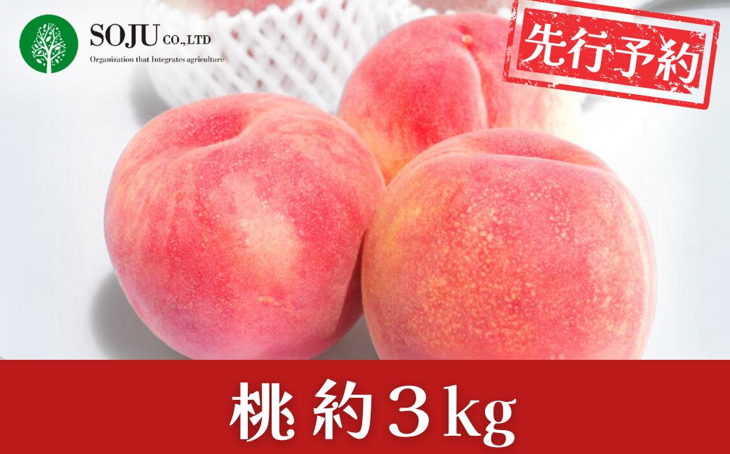 
            先行予約 桃 約3kg 令和8年度 贈答用 新潟県 三条市産 もも  [三条果樹専門家集団] 【017P014】
          