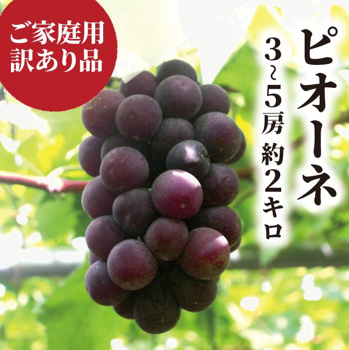 【ふるさと納税】 ピオーネ 3-5房 約2kg 訳あり ご家庭用 【2026年先行予約】 ぶどう 葡萄 果物 フルーツ くだもの 種なし 種無し ピオーネ 産地直送 ブドウ 大粒 数量限定 農家直送 期間限定 岡山 きよとうファーム 人気 おすすめ 送料無料 真庭市