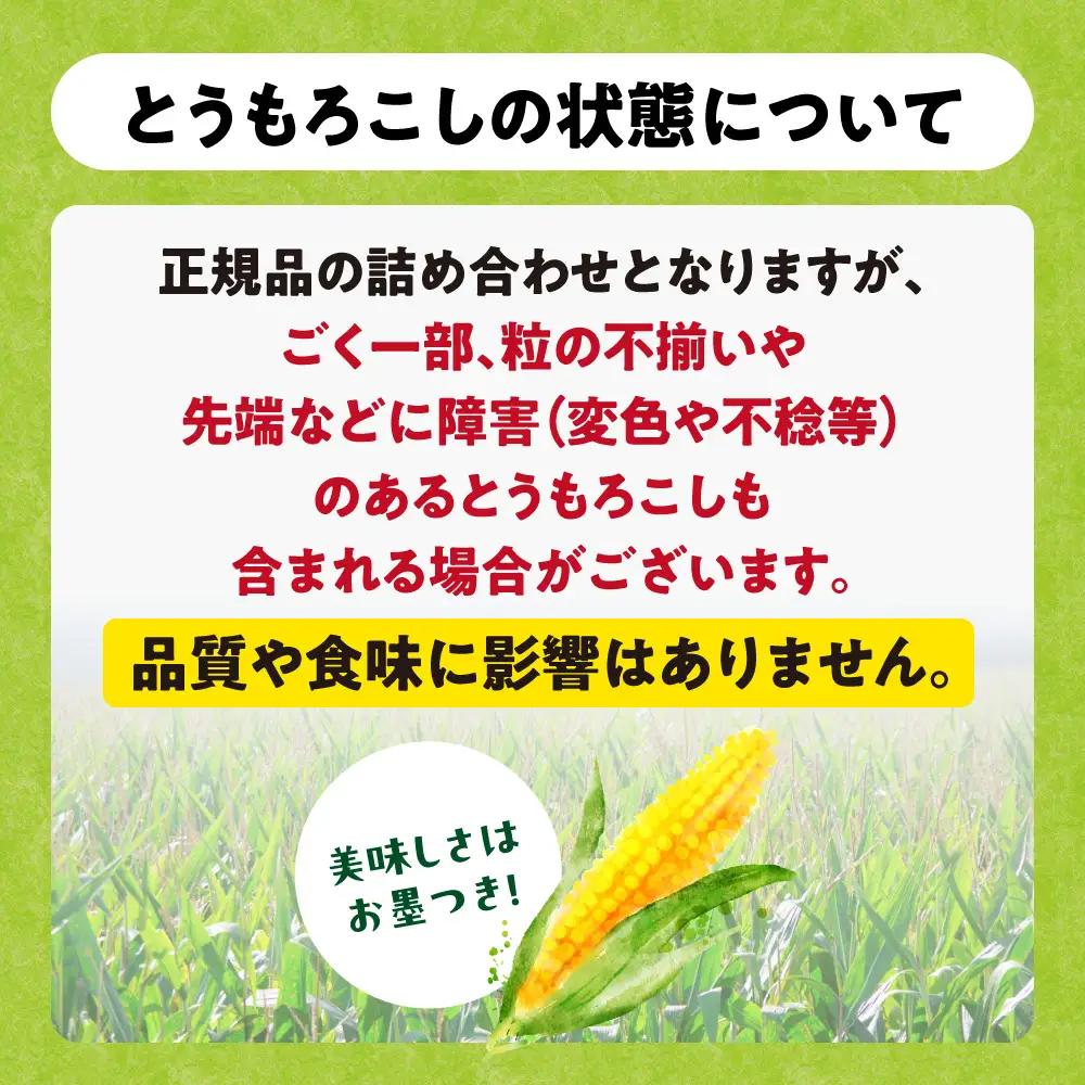 とうもろこし アフター保障付き 20本 北海道 当別町 とうもろこし