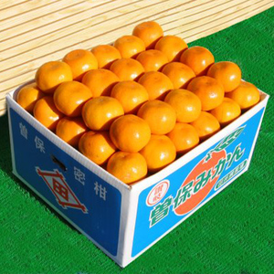 完熟厳選の曽保みかん約10kg FAH-0140