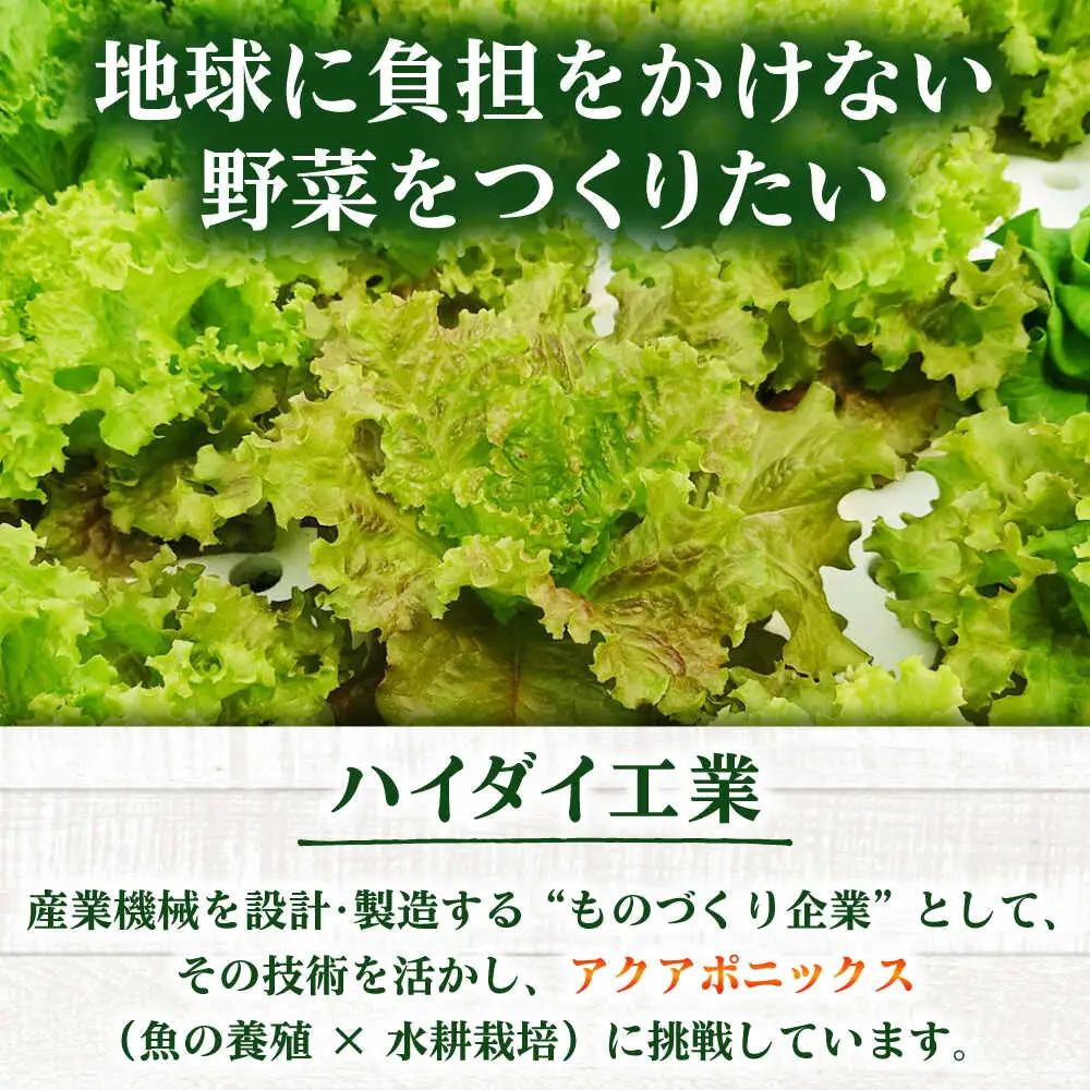 水耕栽培野菜 2株×3種（サニーレタス/グリーンリーフ/グリーンバター）[BGBT004]野菜