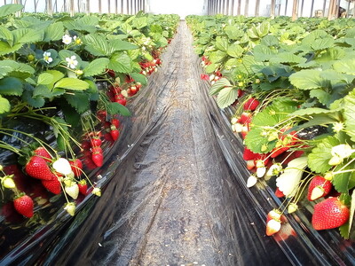 【先行予約】【1月発送】朝摘み！完熟とちあいか 640g（320g×2p）　※離島への配送不可　※2026年1月上旬～1月下旬頃に順次発送予定