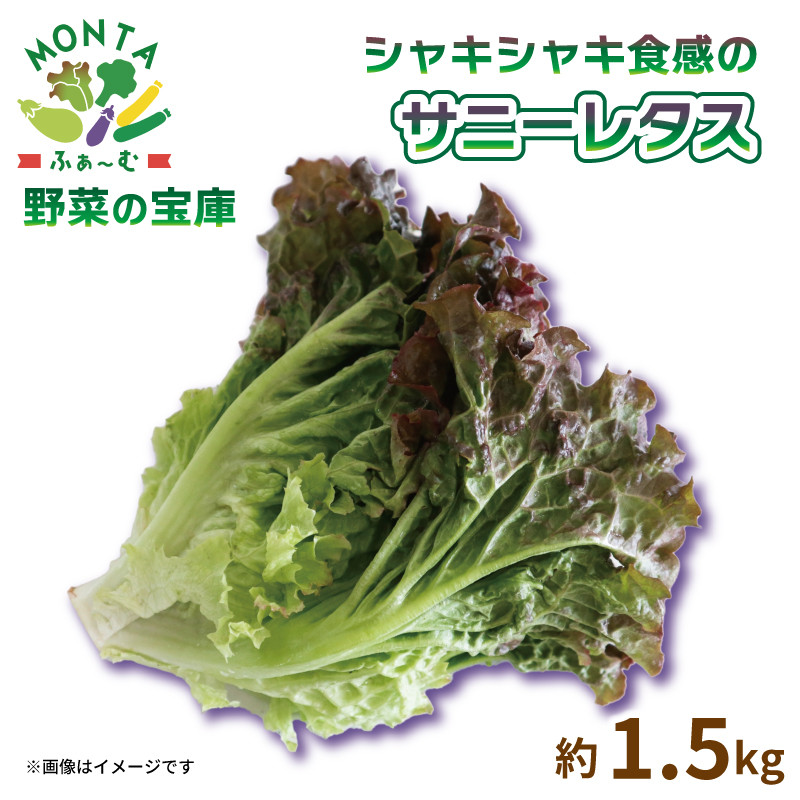 
先行予約 サニーレタス 約1.5kg 国産 野菜 やさい レタス サラダ スープ 味噌汁 焼肉 スムージー サンドイッチ パン 朝採れ 新鮮 産地直送 おかず おつまみ 惣菜 弁当 日用 健康 美容 ギフト プレゼント 贈答 アウトドア BBQ 冷蔵 送料無料 徳島県 阿波市 MONTAふぁ～む
