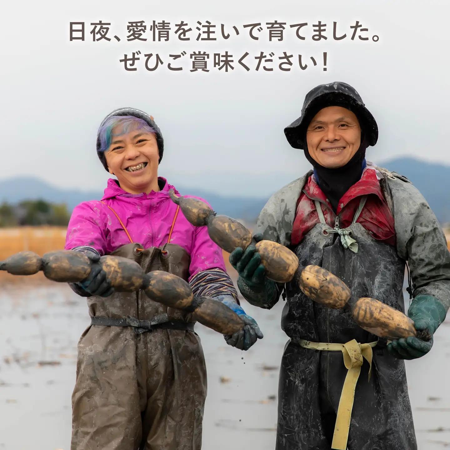 【先行予約 2026年9月～発送】白石れんこん 約3kg / れんこん [ICT001]