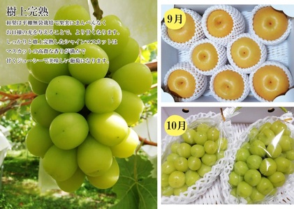 【定期便：全４回】フルーツと無農薬野菜の定期便　0148-2502