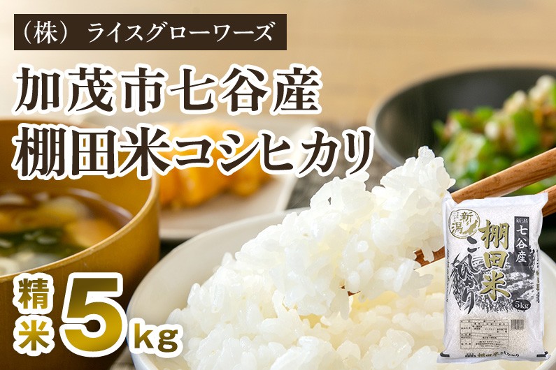 
                  【令和7年産】新潟県加茂市 七谷産 棚田米コシヒカリ 精米5kg 《順次出荷》 白米 （株）ライスグローワーズ
                