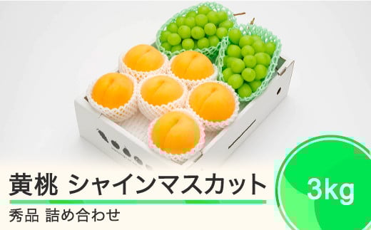 有袋黄桃 秀品＆シャインマスカット 品種おまかせ 詰め合わせ 約3kg フルーツ 果物 もも 令和7年産 2025年産 山形県産 ns-fsosx3