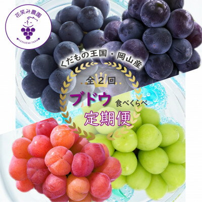 【ふるさと納税】【発送月固定定期便】岡山　花笑み農園のブドウ食べ比べ　全4種全2回【配送不可地域：離島】【4082284】