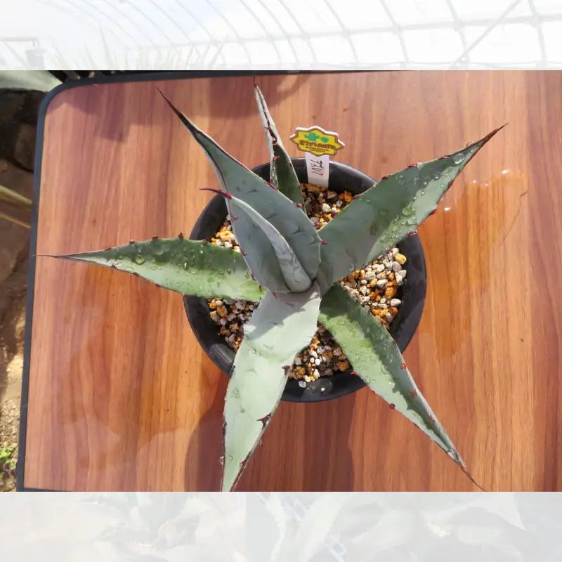 【 アガベ 】 多肉植物  アズレア ガーデニング agave 数量限定 園芸 植物 アガベ 鹿嶋市 