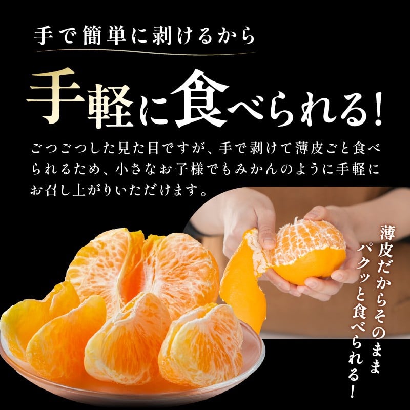 【2026年発送 先行予約品】