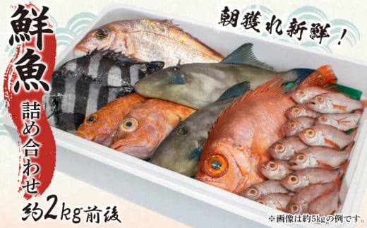 鮮魚 ボックス 約 2kg 詰め合わせ 冷蔵 ( 魚 魚介 鯛 アジ サバ イワシ ノドグロ アンコウ 刺身 煮付け 焼き魚 朝獲れ 新鮮 天然 選べる 容量 おまかせ お楽しみ 旬 春 夏 秋 冬 歳暮 年末年始 ) 下関 山口