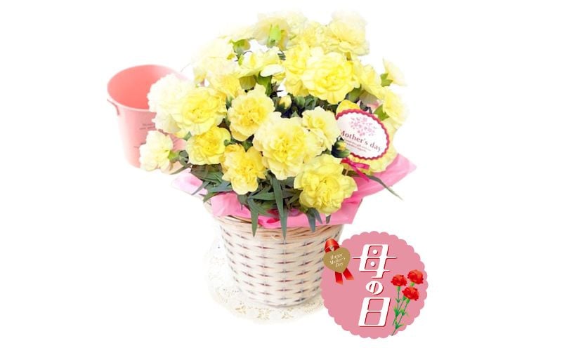 
            【先行予約】 母の日に！ カーネーション 鉢植え イエロー 黄系 ボリューム 花  ガーデニング 贈り物 お祝い 植物 季節 生花 フラワー ギフト 母の日 2026年5月から順次発送 オンライン決済限定 静岡県 藤枝市
          
