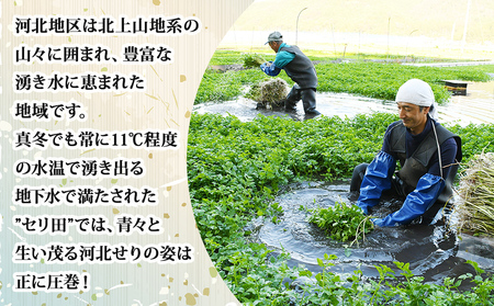 【12月13日発送】せり鍋 セット 4-5人前 せり 長ねぎ パックご飯 スープ 鶏肉 セリ セリ鍋 河北せり 野菜 鍋