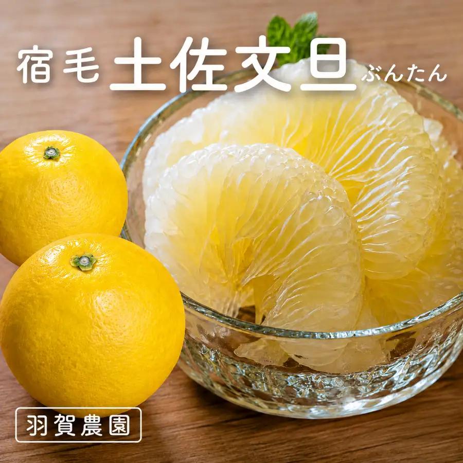 羽賀農園の土佐文旦 10kg家庭用（小玉） 土佐文旦