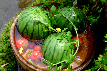 A-1273 【先行予約】益田産 西瓜 1玉【すいか 先行予約 季節限定 期間限定 早期予約 スイカ 果物 くだもの フルーツ】