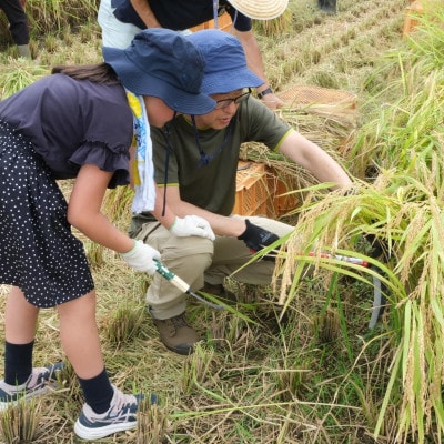 山口さんちの【令和5年産】多古米コシヒカリ(玄米)10kg(5kg×2)【配送不可地域：離島】