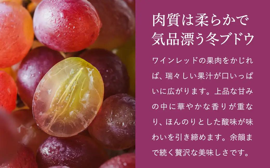 紫苑（しえん）豊岡ぶどう 訳あり 約300g×4パック【2026年先行予約・数量限定】