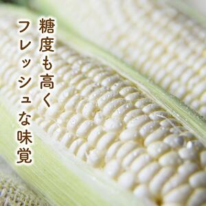 【2026年先行予約】白いとうもろこしピュアホワイト 8本 2.4kg（2026年8月下旬から発送開始予定）とうもろこし _04559