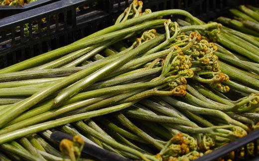 どなたでも簡単にアク抜きができる当社秘伝のレシピで失敗なし！