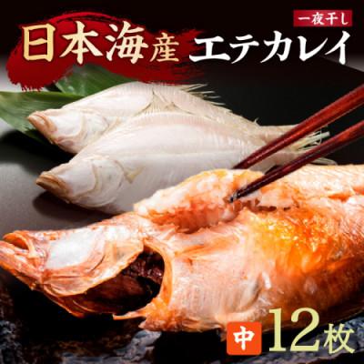 ふるさと納税 京丹後市 【店主一押し!絶品干物!高リピート!】エテカレイ一夜干し干物セット 中サイズ(朝食サイズ)12枚