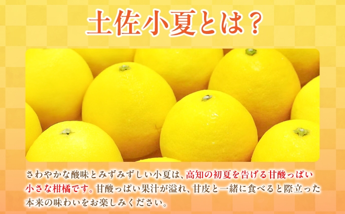 小夏 こなつ 柑橘 高知 フルーツ 日向夏 お取り寄せ 訳あり 先行予約
