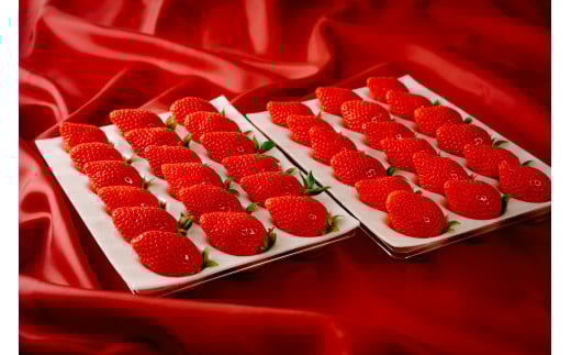 母の日 いちご やよいひめ 約800g 群馬県いちご品評会最高金賞｜ 母の日 朝採れ やみつき高品質 たっぷり 贈答用 新鮮 完熟 いちご 旬 苺 ストロベリー 高級 大粒 産地直送 果汁 甘い あま