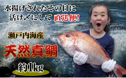 【ギフト用】［下処理なし］≪瀬戸内海産≫朝1番水揚げされた天然真鯛を直送致します。［中サイズ］