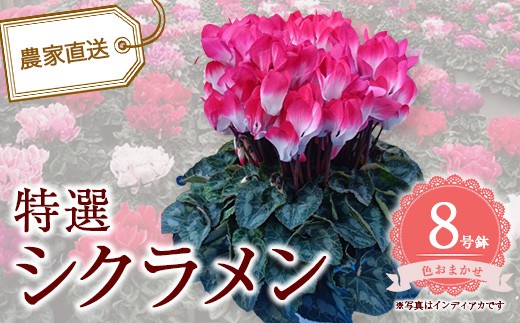 特選シクラメン8号鉢＜色お任せ＞　【12203-0438-2】