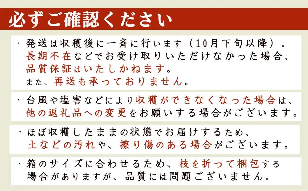【幻の枝豆】十日限りの収穫！鴨川の伝統品種『鴨川七里』枝付き ２kg以上 《数量限定》《期間限定》《10月下旬一斉発送》えだまめ エダマメ 枝豆 在来種 極晩生 在来種 限定生産 農家直送 収穫したて