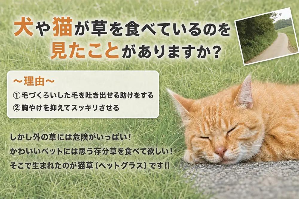 [定期便／3ヶ月に1回 全3回] 猫草 栽培セット 6鉢×3回 (計18鉢) [1205]