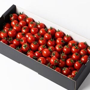 入間市産完熟ミニトマト「千果(ちか)」2kg【配送不可地域：離島】【1491951】