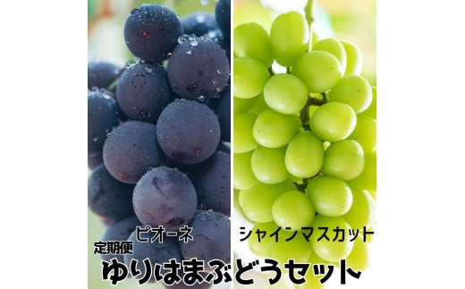 27MS.【2026年先行受付】ゆりはまぶどうセット