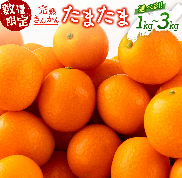 【ふるさと納税】≪内容量が選べる≫ 先行予約 完熟きんかん たまたま 1kg箱入り 希少 期間限定 数量限定 フルーツ 果物 くだもの 柑橘 金柑 国産 食品 大粒 宮崎ブランド おすすめ デザート おやつ ギフト 贈り物 贈答 お返し お祝い おすそ分け 産地直送 日南市 送料無料