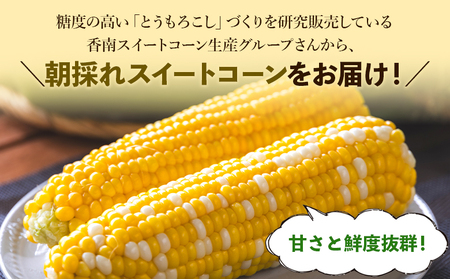 朝採れスイートコーン 4.5kg (12～15本) - 野菜 とうもろこし とうきび トウキビ BBQ キャンプ 旬 おやつ 特産品 数量限定 季節限定 期間限定 sg-0006